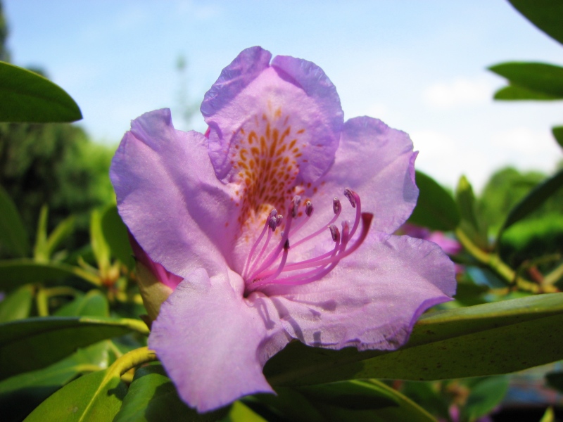 SWEET VIOLET  :)