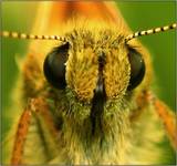 Eye to eye with butterfly