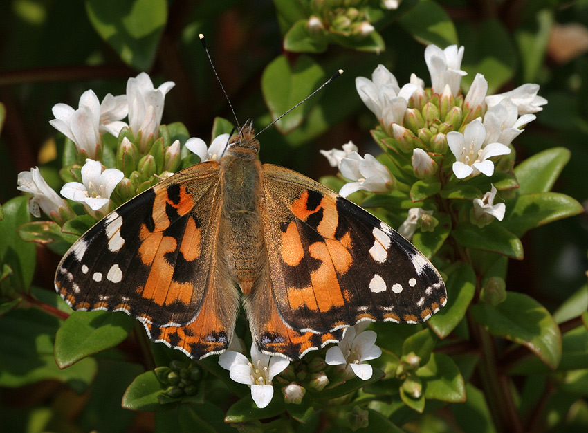 Cynthia cardui