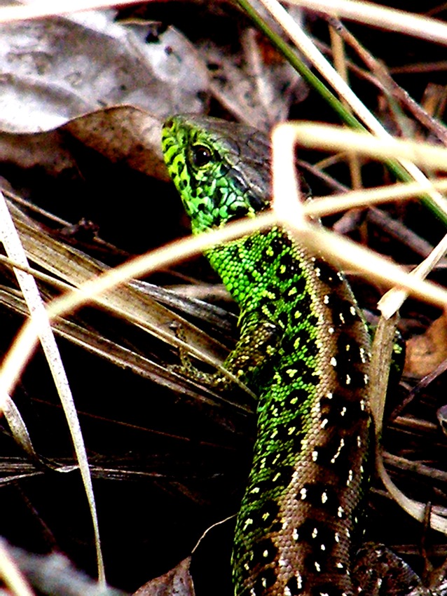słomka