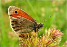 Strzępotek ruczajnik (Coenonympha pamphilus)