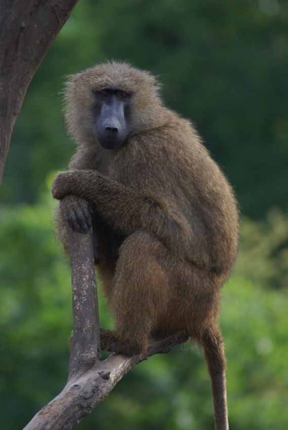 Pawian