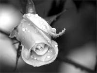 la rose