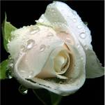la rose