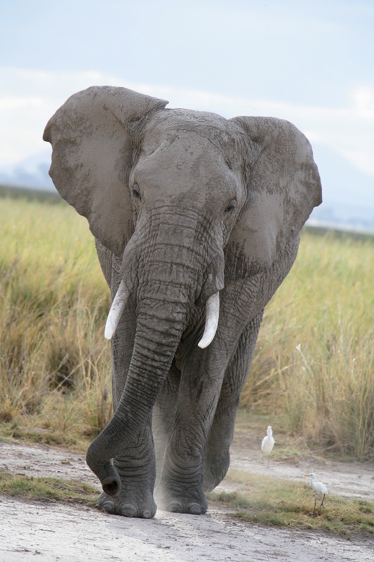 Elefant