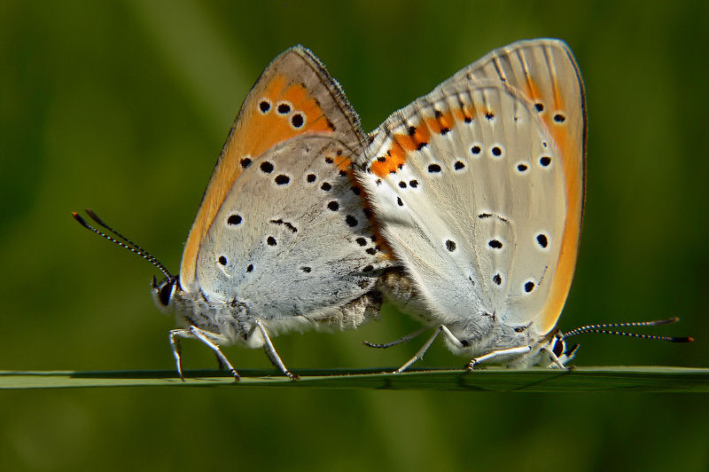 Couple des papillons