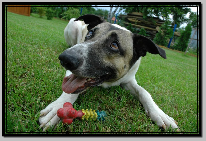 Canis familiaris
