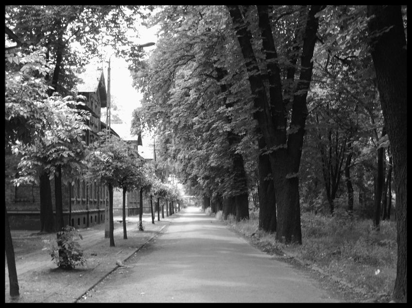 Śląska Aleja Kasztanowa