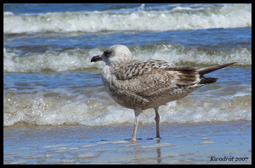 Na plaży