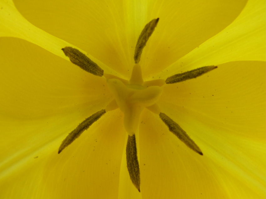 tulip inside