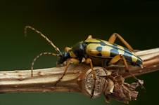 Strangalia plamista