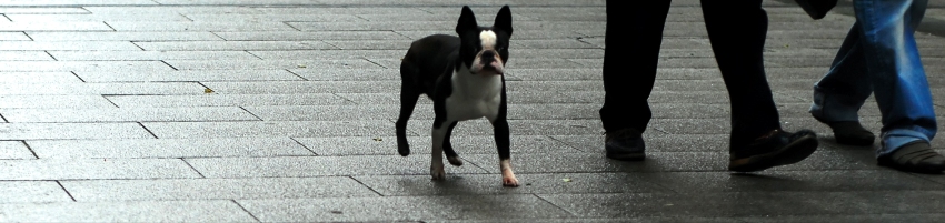 Torturro
