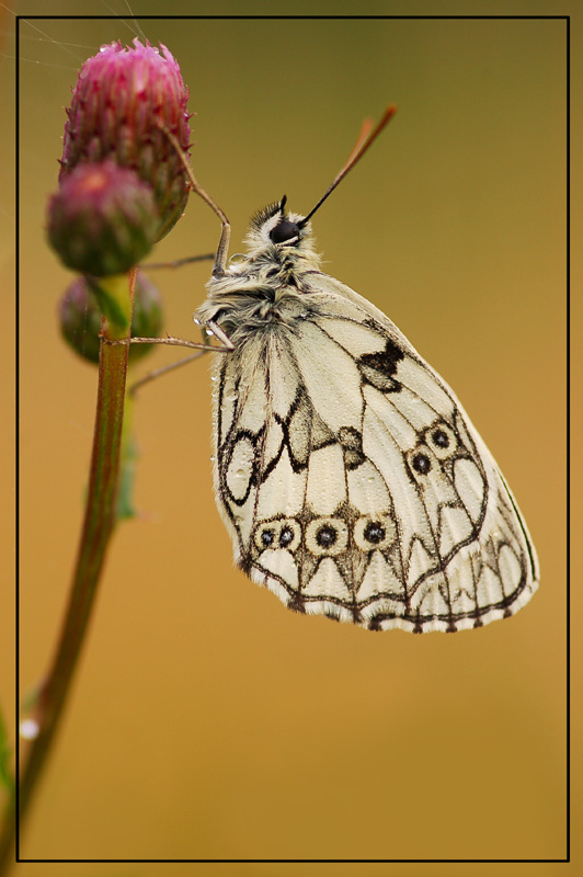MOTYL :)