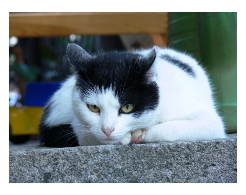 Miau