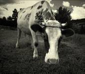 love krowe