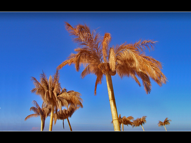 Palm Beach