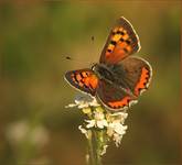 Czerwończyk nieparek (Lycaena dispar)