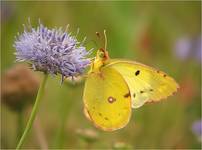 Szlaczkoń siarecznik (Colias hyale)