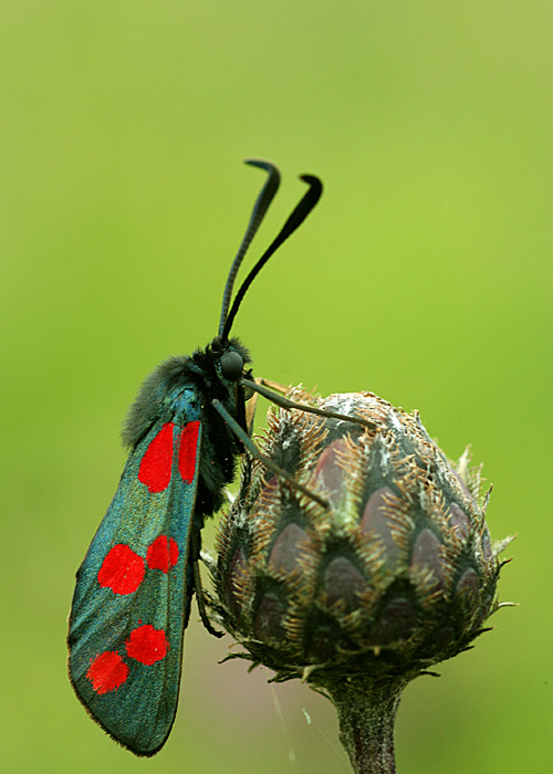 Kraśnik sześcioplamek