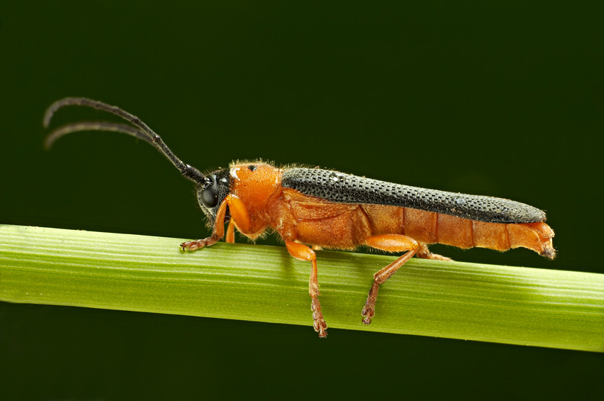 Dłużynka