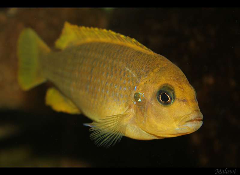 M. hajomailandi