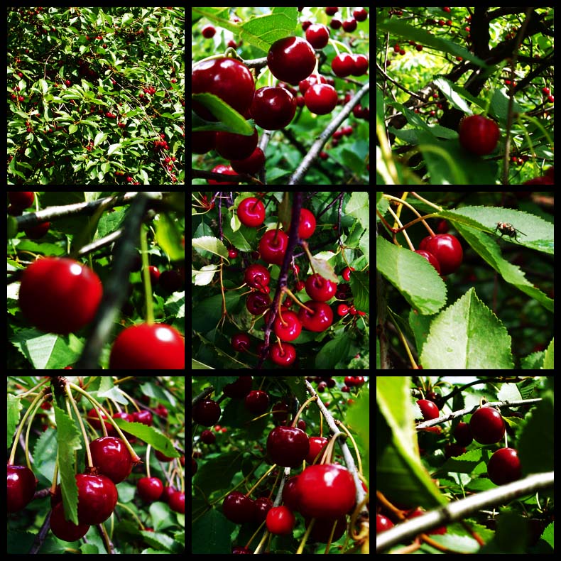 fruit zone -3-