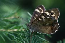 Osadnik egeria (Pararge aegeria)