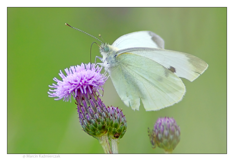 Cabbage White