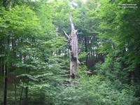 Totem