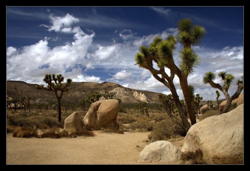 Yoshua Tree National Park, CA