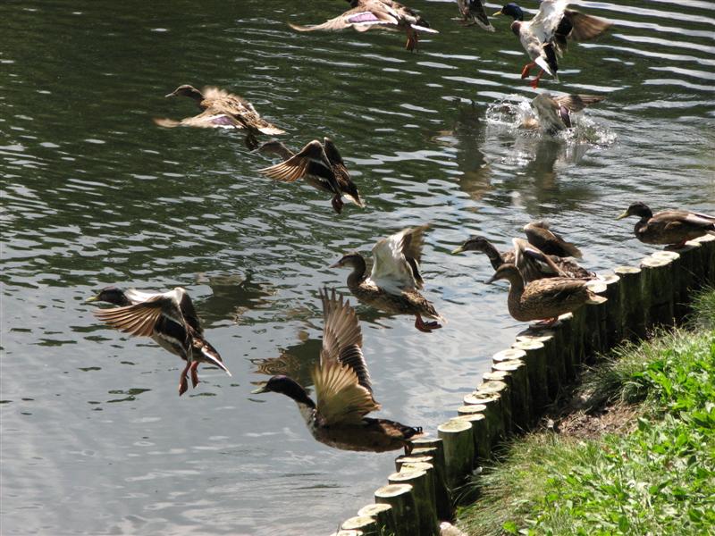 ucieczka