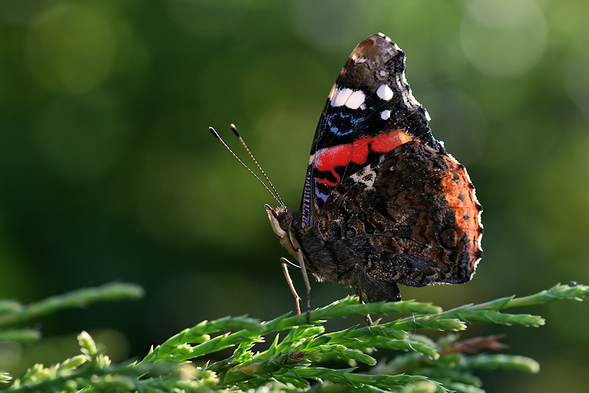 Rusałka admirał (Vanessa atalanta)