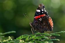 Rusałka admirał (Vanessa atalanta)
