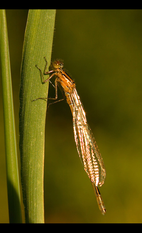 Ważka