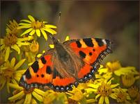 Rusałka pokrzywnik (Aglais urticae)