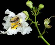 82 - Catalpa bignonioides (surmia zwyczajna)