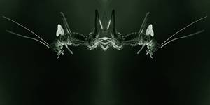 grasshoppers