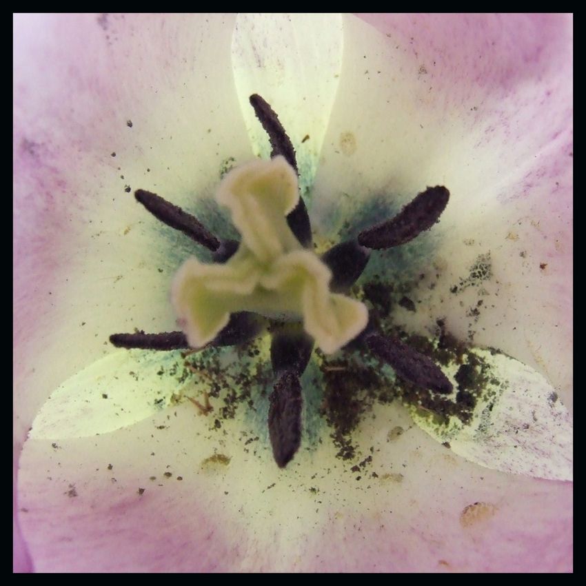 tulipan