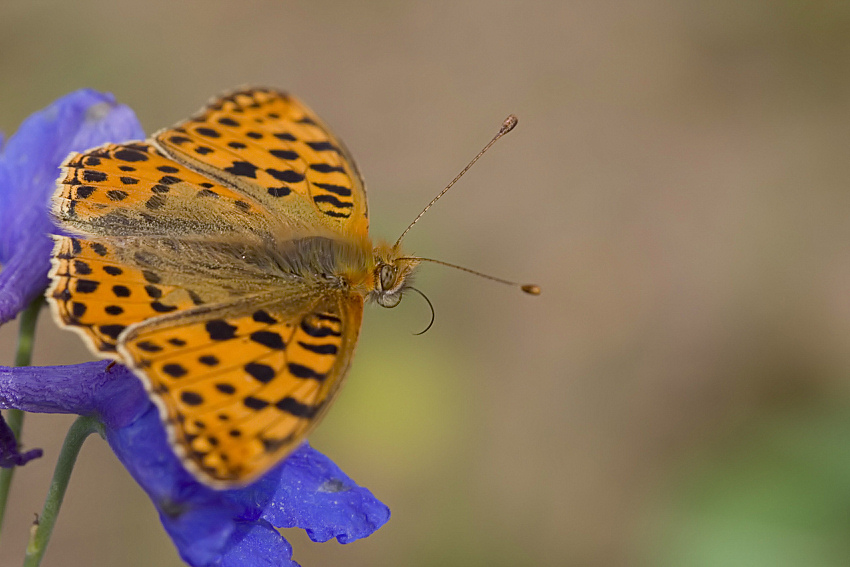Dostojka latonia