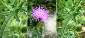 teasel..