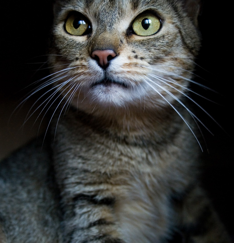 portret kociej matki