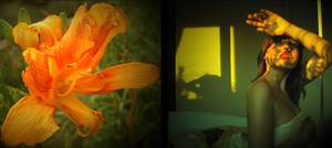 When flowers go sleep...