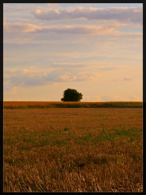 Alone Tree