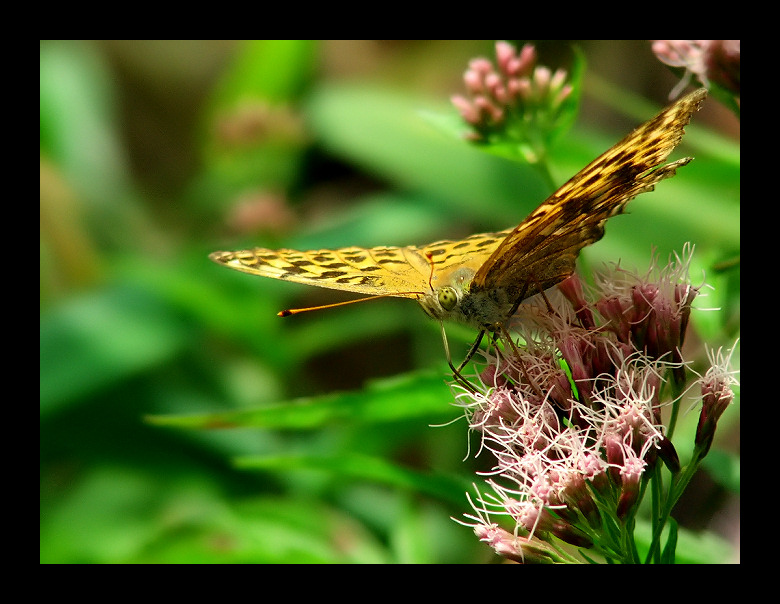 Motyl