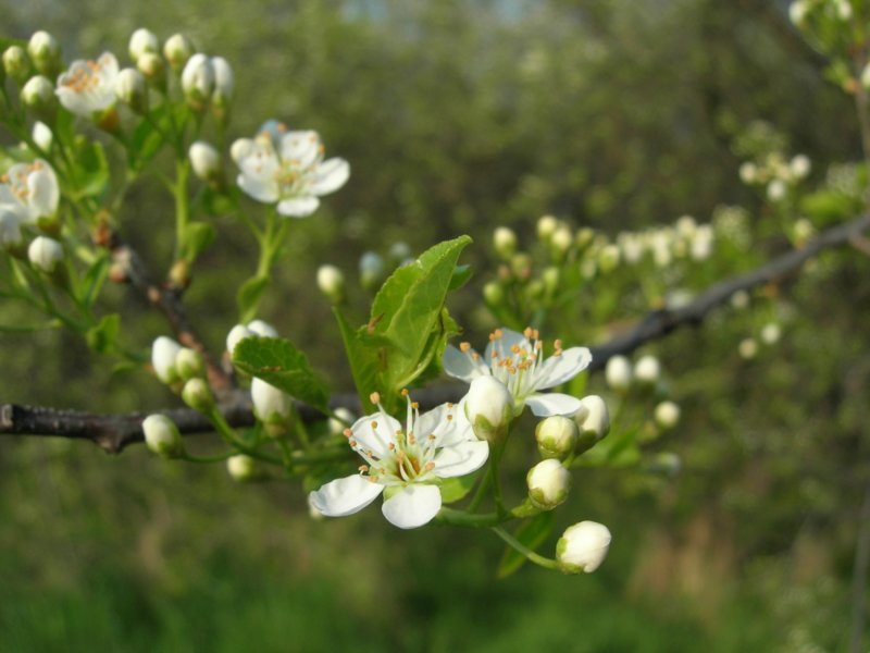 wiosenne