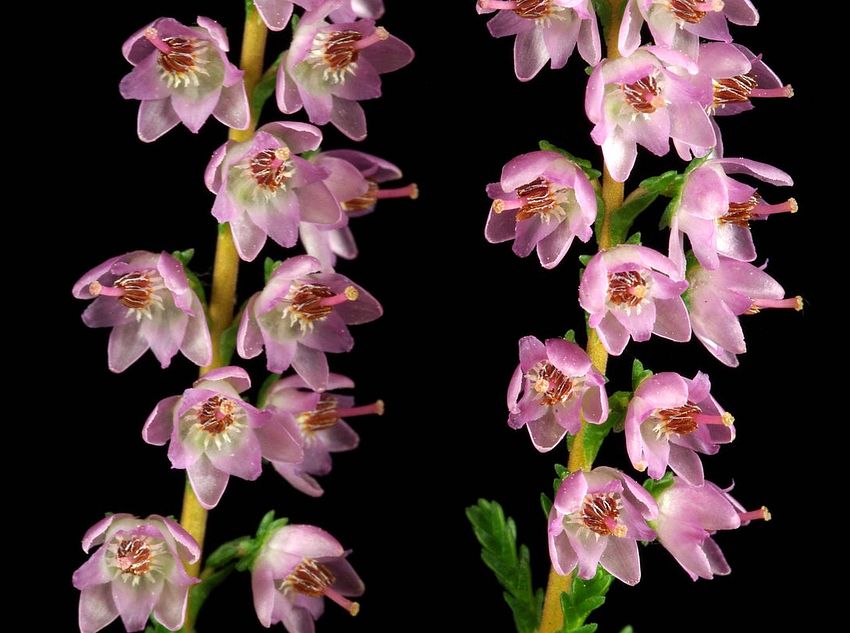 85 - Calluna vulgaris (wrzos zwyczajny)