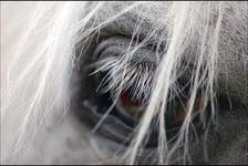 Eye