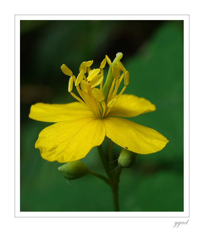 Chelidonium majus