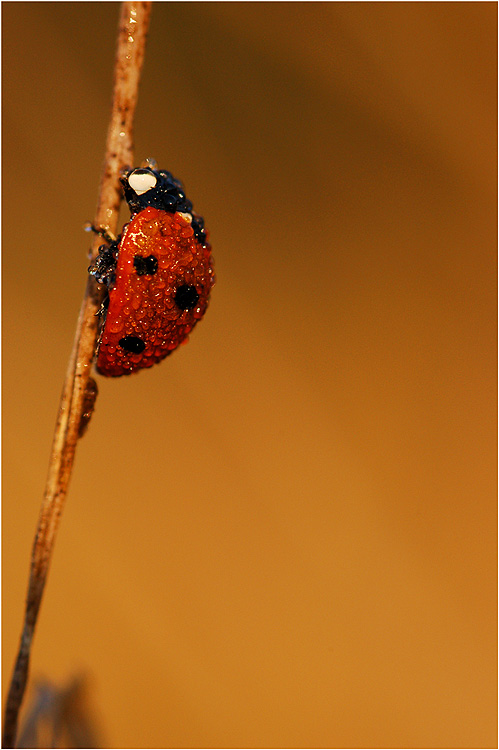 Zroszona Biedrona