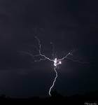 neuron